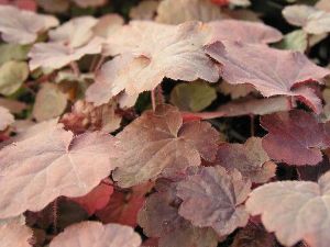 Purppurakeijunkukka