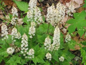 Rönsytiarella
