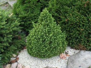 Kääpiövalkokuusi