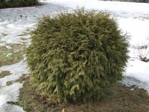 Pallotuija