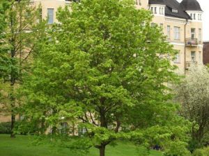Metsävaahtera