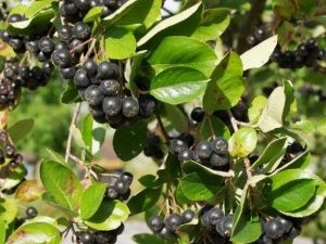 Marja-aronia