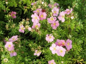 Hanhikki Lovely Pink