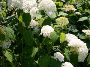 Pallohortensia