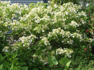 Kuutamohortensia