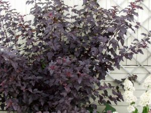 Purppuraheisiangervo
