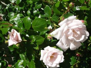New Dawn