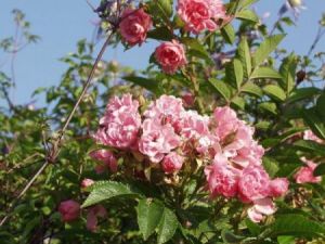 Rugosa 'F.J. Grootendorst'