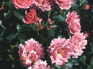 Sommerwind