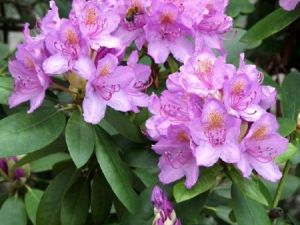 Rhododen. Catawbiense Grandif.