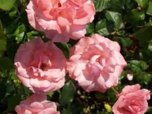 Queen Elisabeth