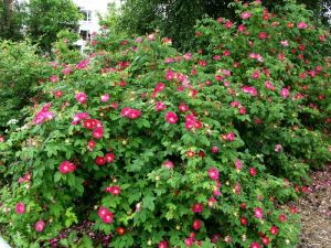 Gallica 'Splendens'