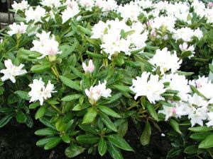 Rhododen. Gunninghams White