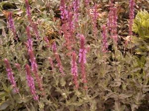 Loistosalvia